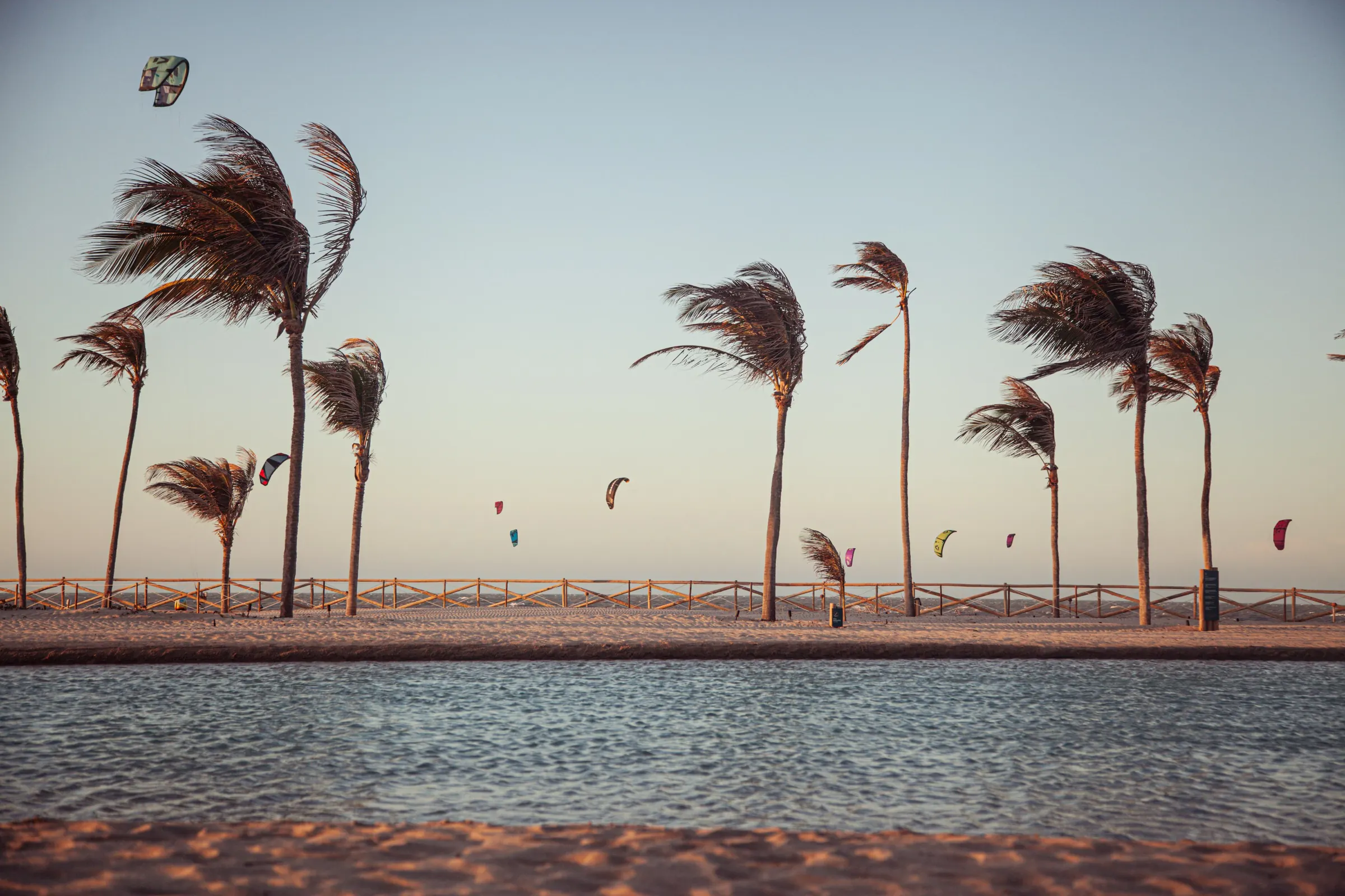 Palms bent by the wind and kitesurfing kites over the sea at Preá